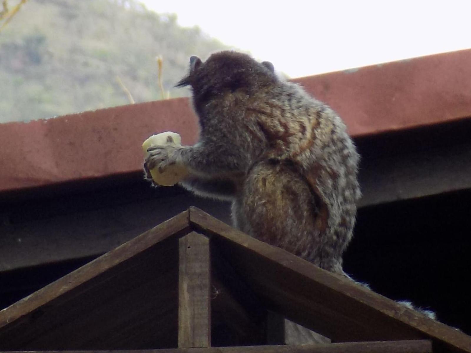 Pousada Fenix Pirenópolis Buitenkant foto