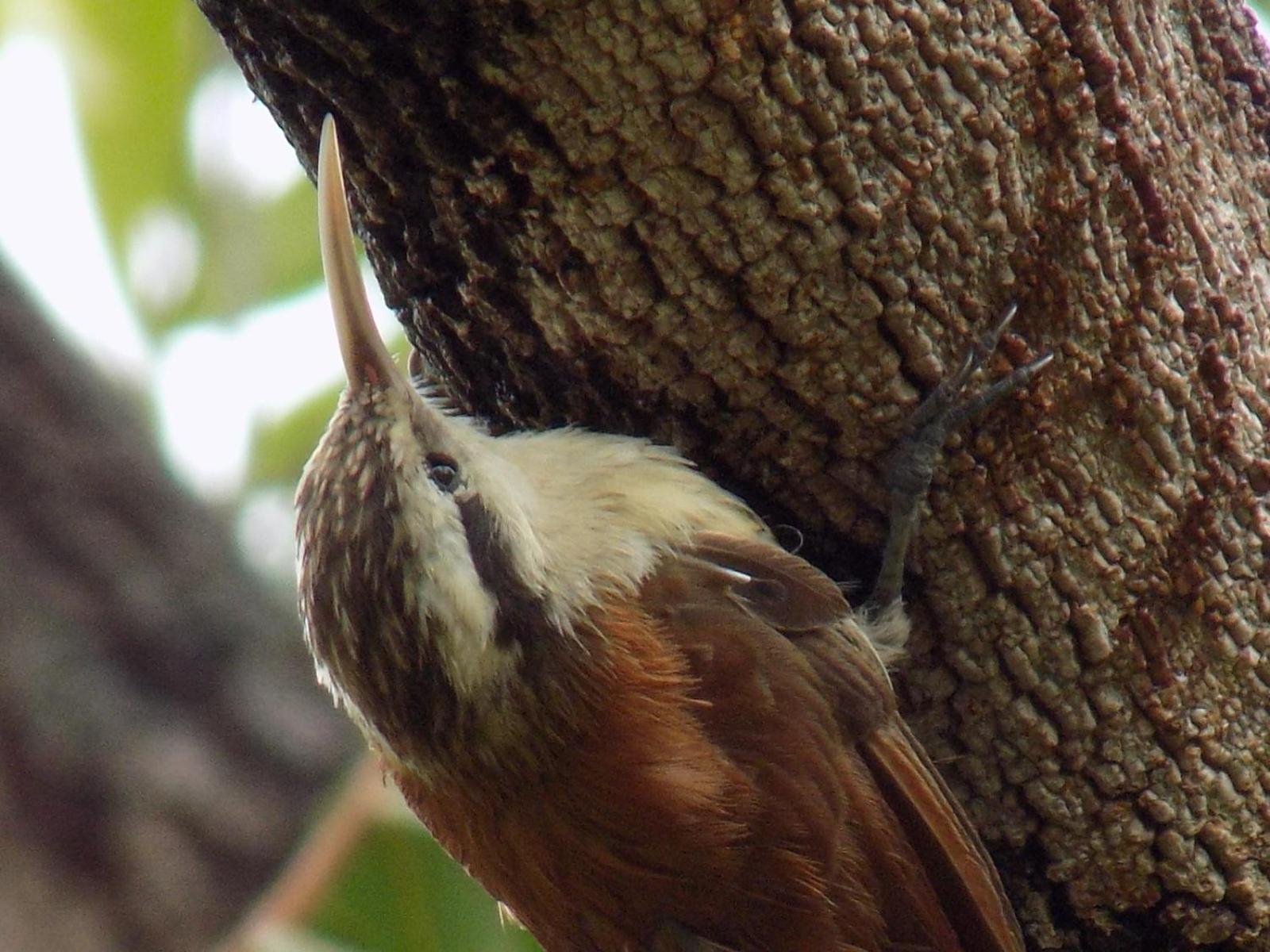 Pousada Fenix Pirenópolis Buitenkant foto