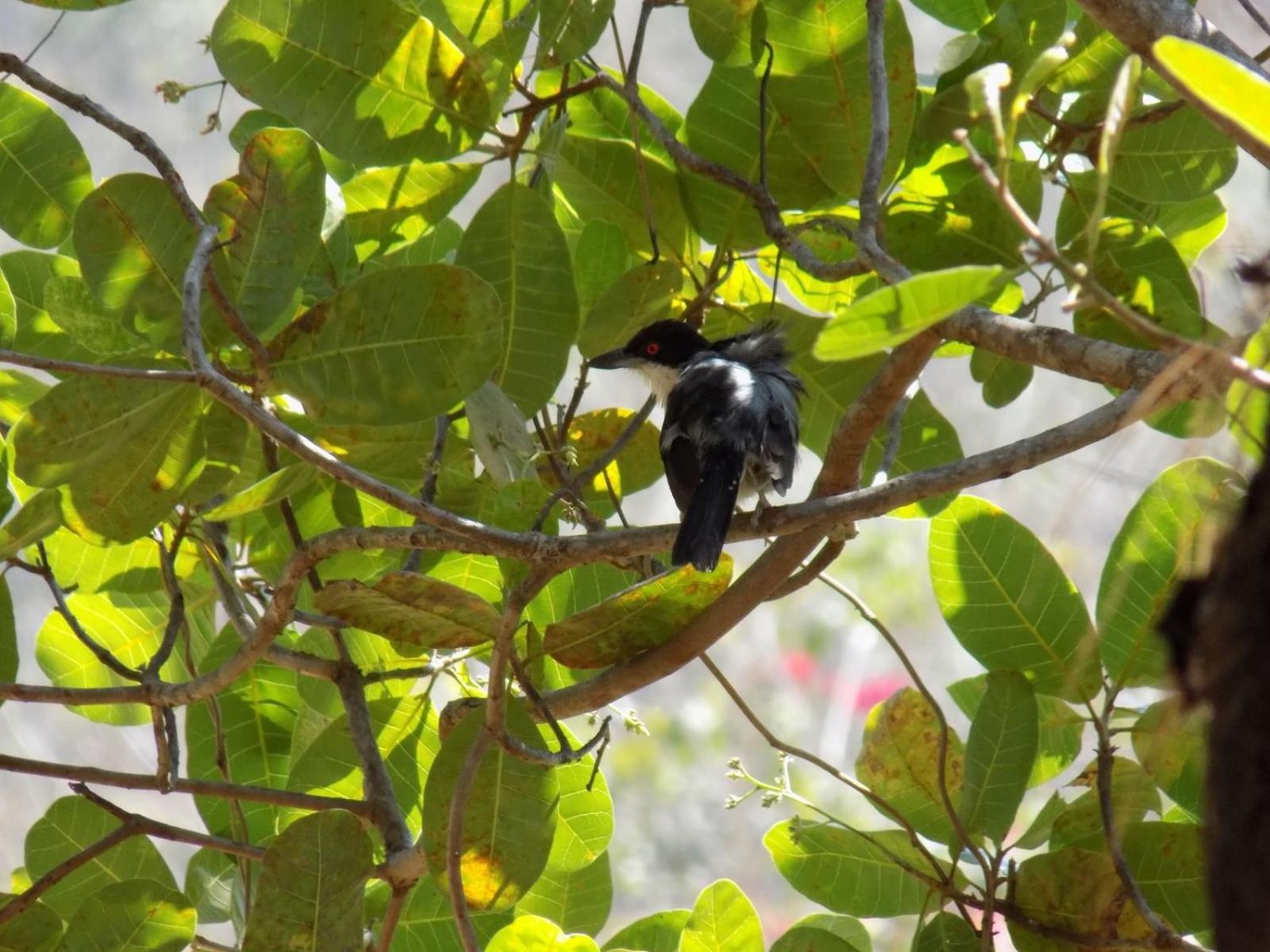 Pousada Fenix Pirenópolis Buitenkant foto