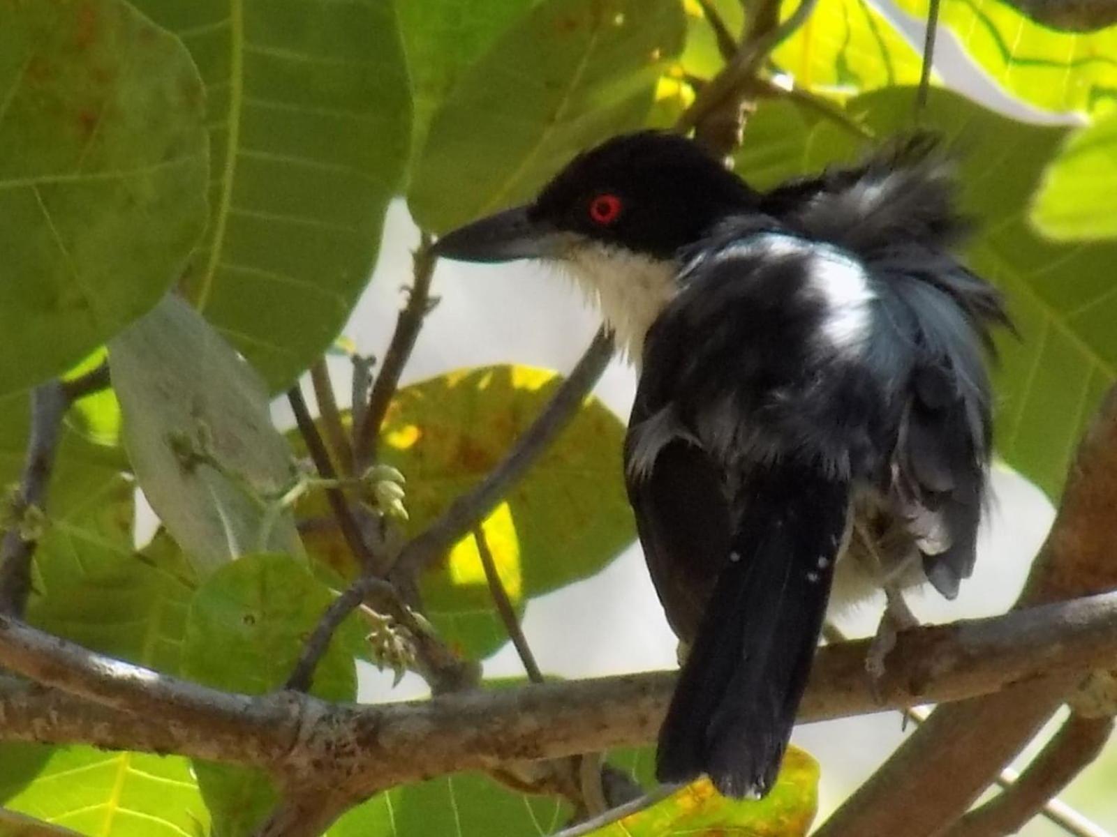 Pousada Fenix Pirenópolis Buitenkant foto