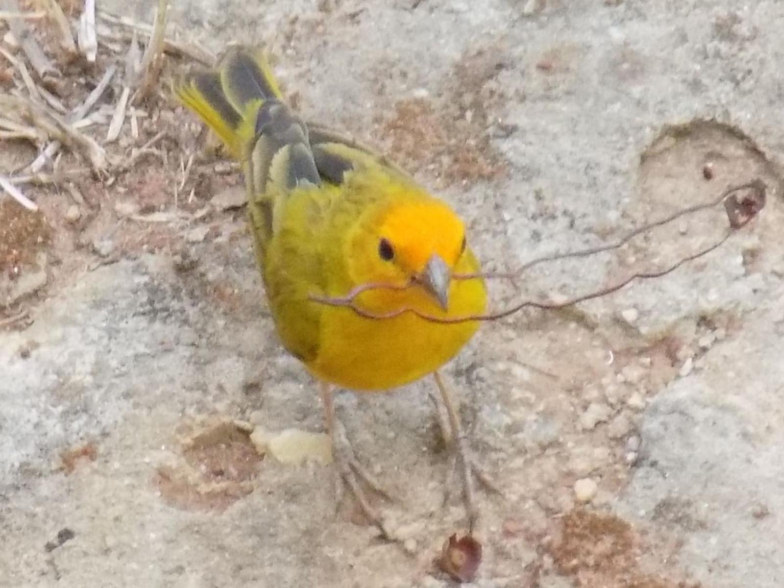 Pousada Fenix Pirenópolis Buitenkant foto
