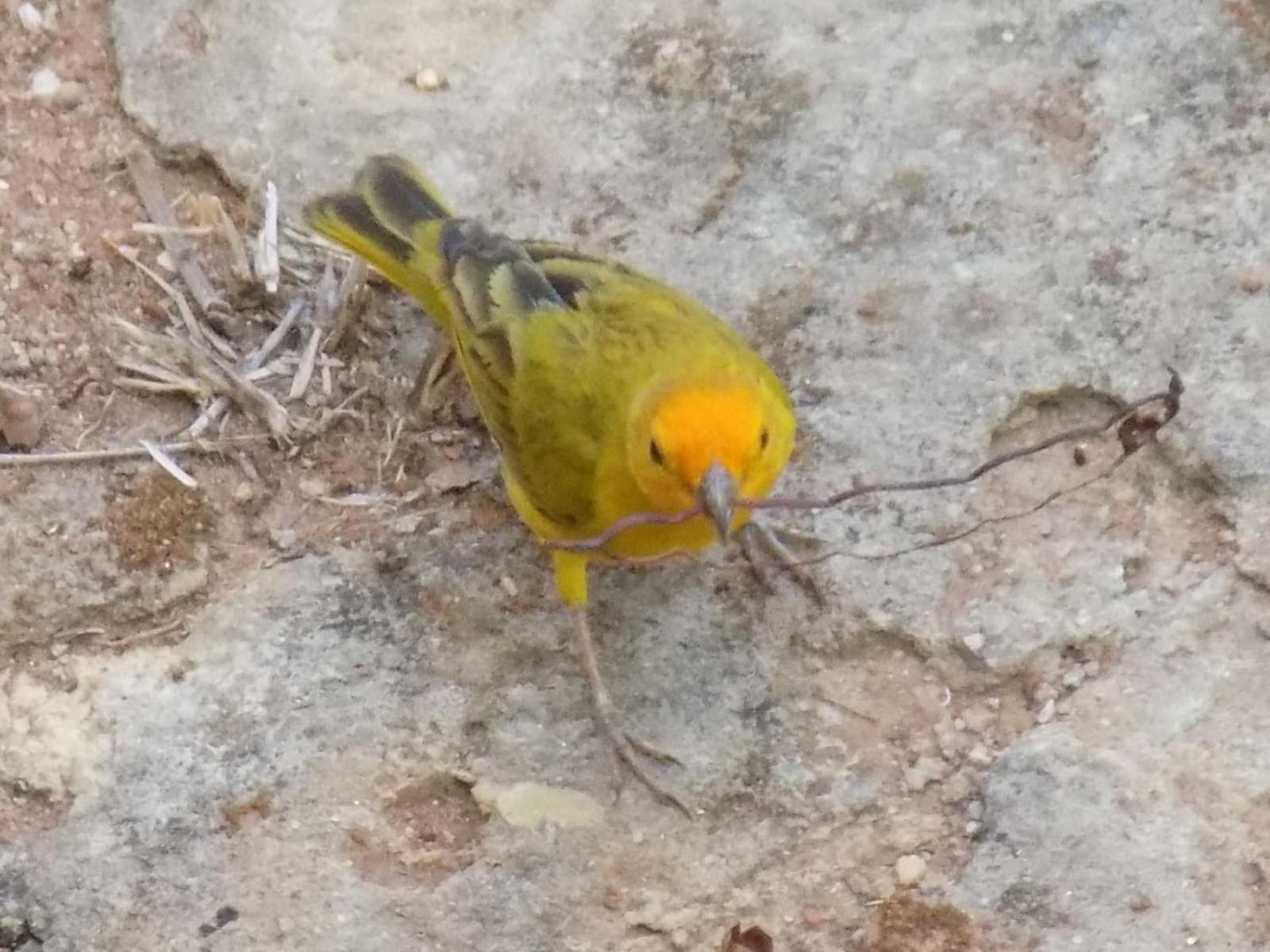 Pousada Fenix Pirenópolis Buitenkant foto